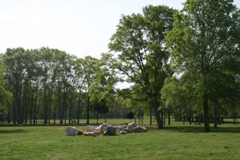 Trees in Veterans Park